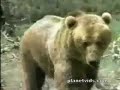 Bear vs puma--L\