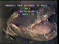 Gator in Sewer Pipe