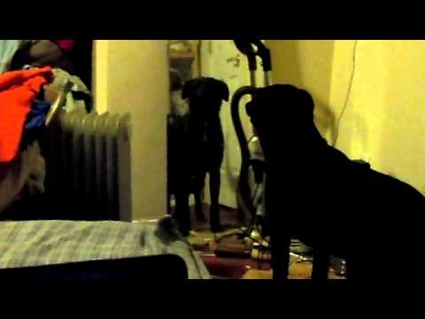 labradoor