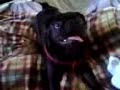 DOG!