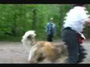 Training for World Dog show