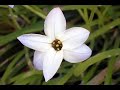 tulipani e... non solo