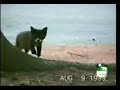 crow adopts kitten