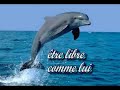 les dauphins