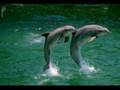 les dauphins