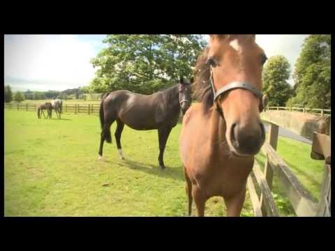 Tattersalls October Yearling Sale Book 1 Feature (From Irish Horse TV) 