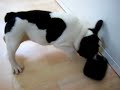 Hugo - Französische bulldogge