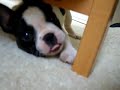 Hugo - Franz�sische bulldogge