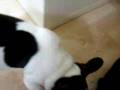 Hugo - Französische bulldogge