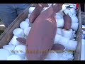 koi clay sculptures critiqued for bronze - part 1
