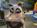 Zebra and Hippo regaetone