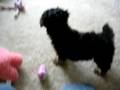 videos de Daisy