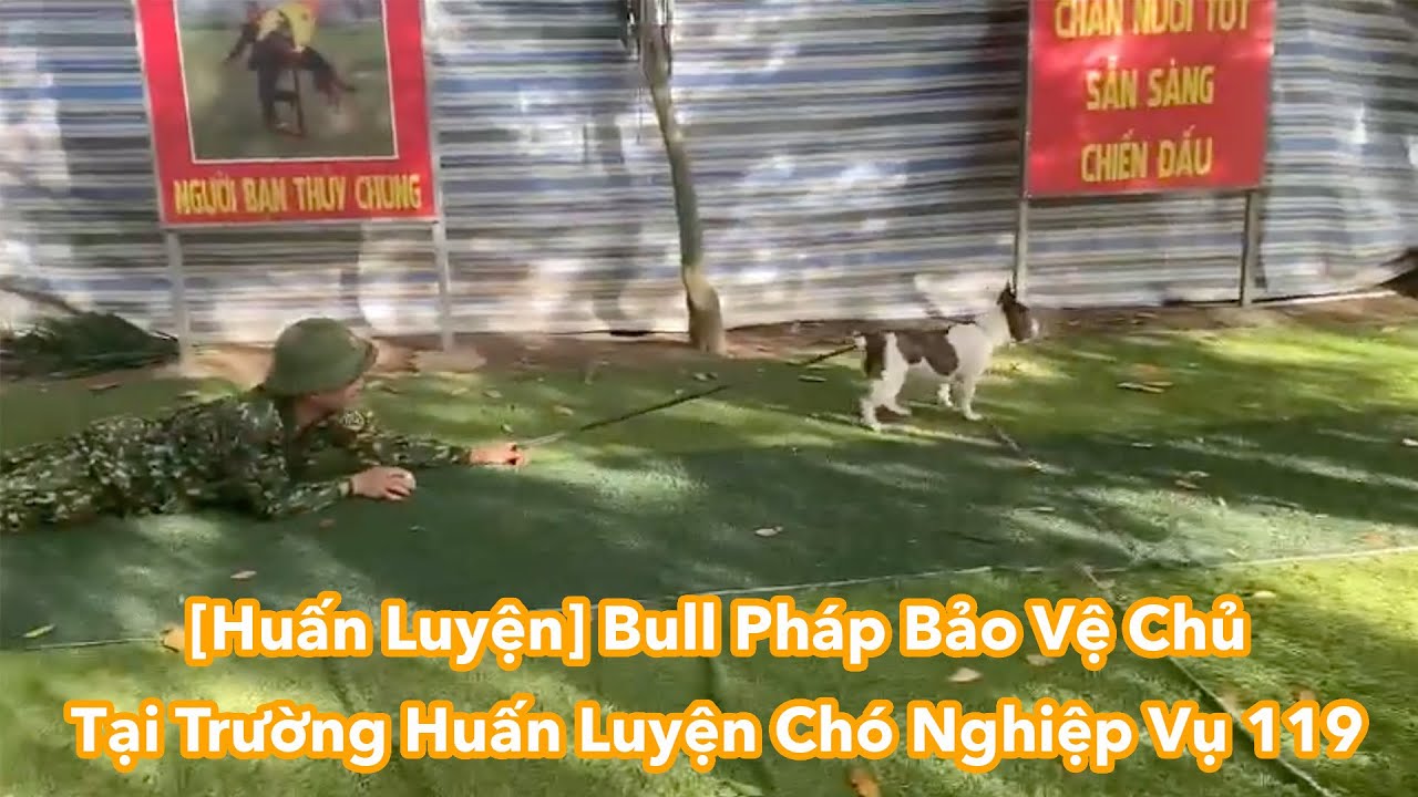 [Huấn Luyện] Bull Pháp Bảo Vệ Chủ Tại Trường Huấn Luyện Chó Nghiệp Vụ 119