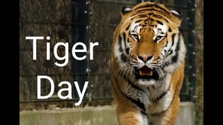 International Tiger Day – July 29th