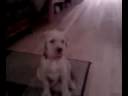 New Pup II.mpeg New Pup II.mpeg