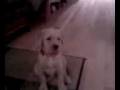 New Pup II.mpeg