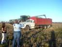 Russell Day Farm Sunflower Harvest.3 - 25 Nov. 2008.mov Russell Day Farm Sunflower Harvest.3 - 25 Nov. 2008.mov