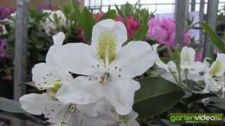 #1135 Rhododendron Hybride Madame Masson 