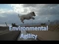Environmental Agility with Jesse the Jack Russell Terrier