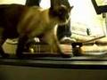 Treadmill-Cat-RETURN
