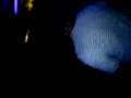 videos de effect =)