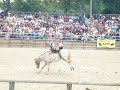 equiblues 2008 st agreve  france rodeo horse