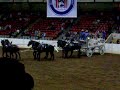 Priefert Percheron Hitch at Ohio Quarter Horse Congress