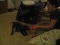vid godiva tug war