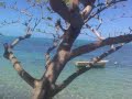 Vailoa Aleipata
