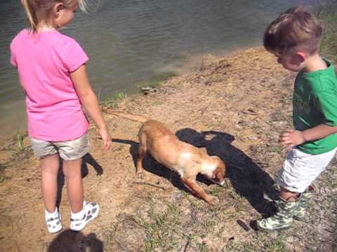 Kids with Lab puppy  first time 16 week old . bumper play  “Ace’s Annie May”.