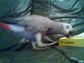 african grey parrot african grey parrot