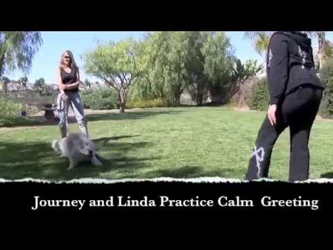 how to train czechoslovakian wolfdog