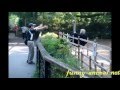 Ostrich running with a man