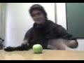 Salos Kamicase Manzana Salos Kamicase Manzana