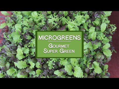 how to grow microgreens