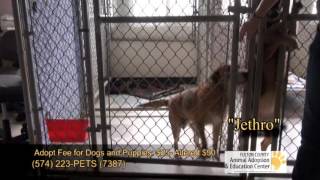 Fulton County Animal Shelter- Animals Everywhere