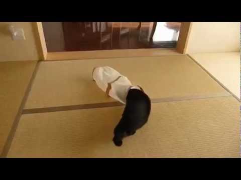 Ataque felino por sorpresa