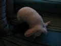 Baby bunnies - njam njam Baby bunnies - njam njam