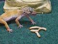 My leopard gecko going crazy for wax worms