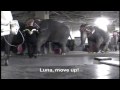 Ringling Brothers Beats Animals: PETA's Undercover Investigation