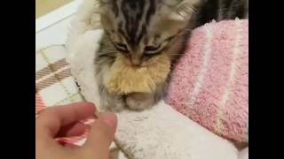 Little Kitten Show it anger if hooman wanna take its 