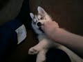 Siberian Husky Nikita Playing With Stuffed Dog