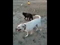 Doggies