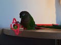 Green Cheek Conure הגרין צ'יק שלי :)