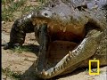 Monitor Lizard vs. Croc