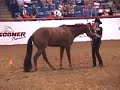 Niki & Chip Showmanship