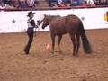 Niki & Chip Showmanship