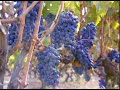 Vi�a Miguel Torres, Curic� Chile