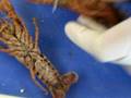 Male vs. female anatomy of a crayfish (Crustacea)