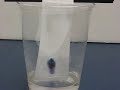 Paper Chromatography